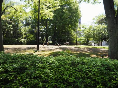 東京の夏・公園の木漏れ日・江戸川区南葛西 東京の夏・公園の木漏れ日・江戸川区南葛西 夏,総合レクリエーション公園,江戸川区の写真素材