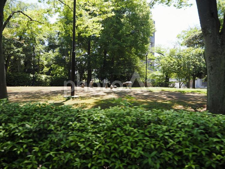 東京の夏・公園の木漏れ日・江戸川区南葛西 夏,総合レクリエーション公園,江戸川区の写真素材