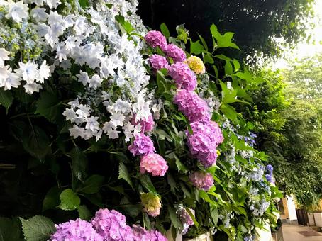 鮮やかな紫陽花達 鮮やかな紫陽花達の写真