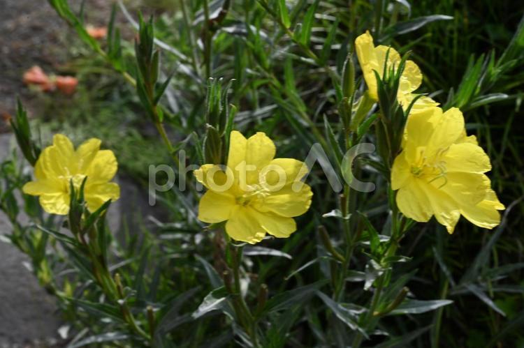 家の庭に咲いた待宵草の花 黄色い花,春,草木の写真素材