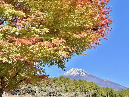 鮮やかな紅葉と富士山 富士山,紅葉,もみじの写真素材
