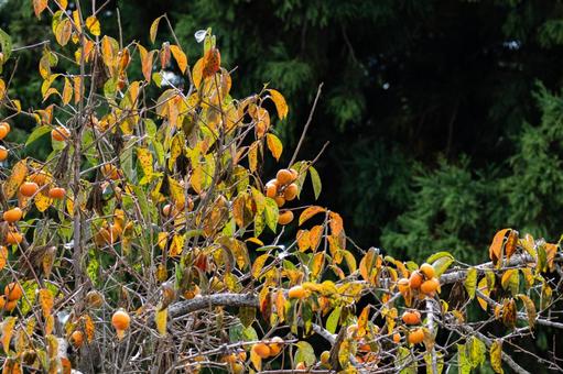 カキの実⑴ カキの実⑴ 実,カキ,カキノキの写真素材