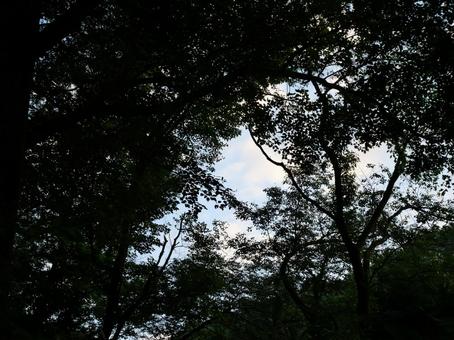 木々の隙間から見える空 木々の隙間から見える空の写真