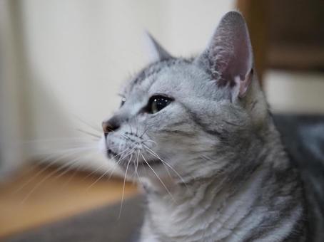 Photo, cat, animal, profile, 