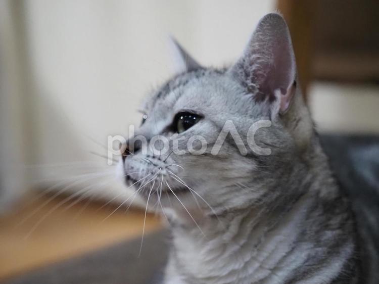猫の横顔 猫,ねこ,ネコの写真素材