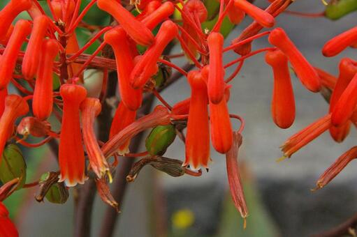 アロエ・ストリアータ アロエ,ストリアータ,線條蘆薈の写真素材