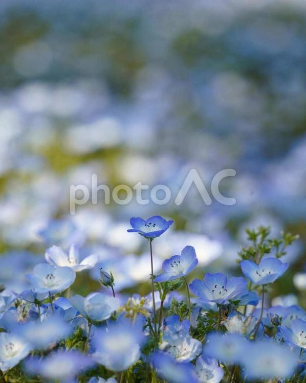 凛としたネモフィラ ネモフィラ,春,自然の写真素材