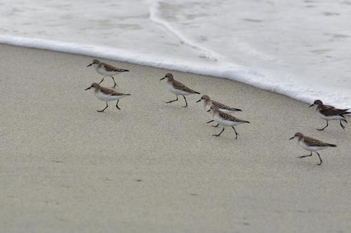 トウネン トウネン トウネン,野鳥,渡り鳥の写真素材