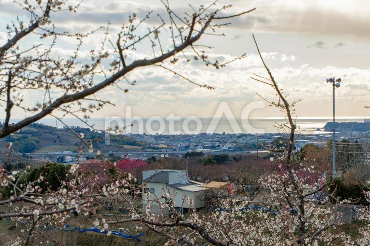 南部梅林から望む海の風景 梅林,梅,花の写真素材
