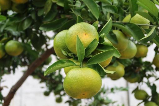木になっているミカン みかん,果物,ミカンの写真素材