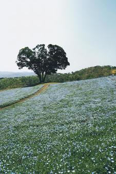 Nemophila and Ippongi, JPG