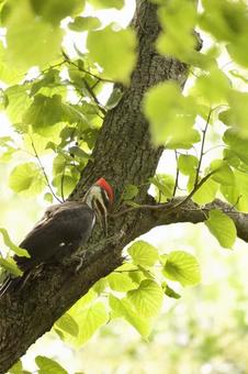 Crested Woodpecker, JPG Crested Woodpecker, JPG