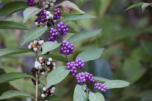 ムラサキシキブの実の枝のアップ ムラサキシキブ,実,枝の写真素材