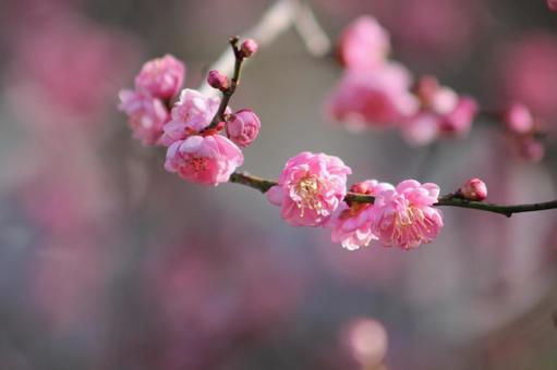 梅の花 梅の花の写真