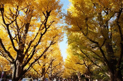 イチョウ並木 イチョウ並木 イチョウ,紅葉,イチョウ並木の写真素材