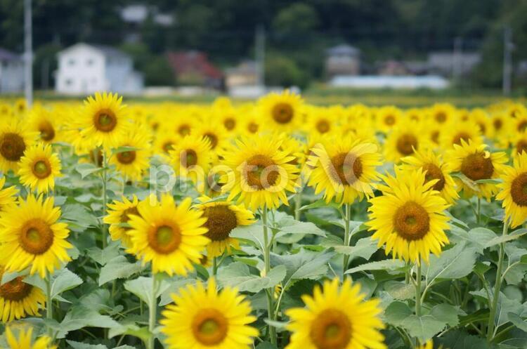 ひまわり　２ ひまわり,ひまわり畑,景色の写真素材