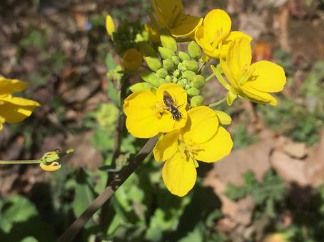 黄色い花とハチ 黄色い花とハチの写真