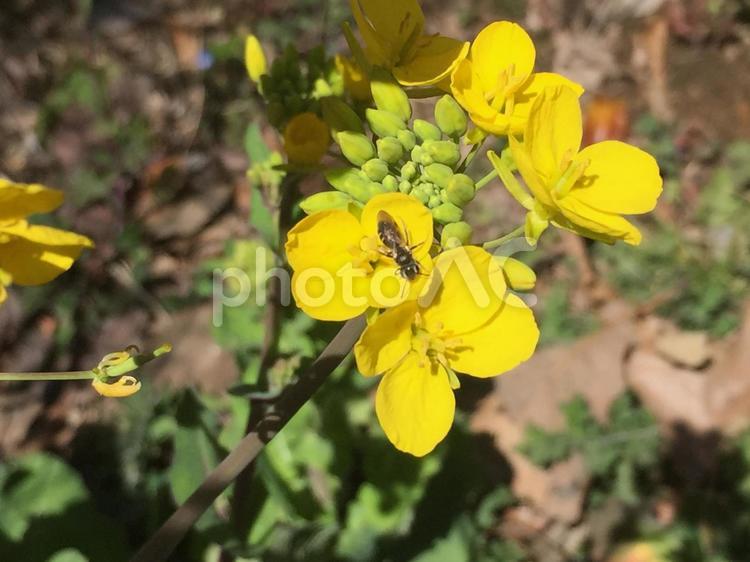 黄色い花とハチ 花,ハチ,ミツバチの写真素材