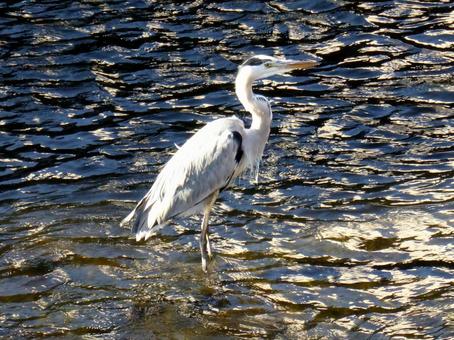 10月の河川で催事するアオサギ アオサギ,鳥,野鳥の写真素材