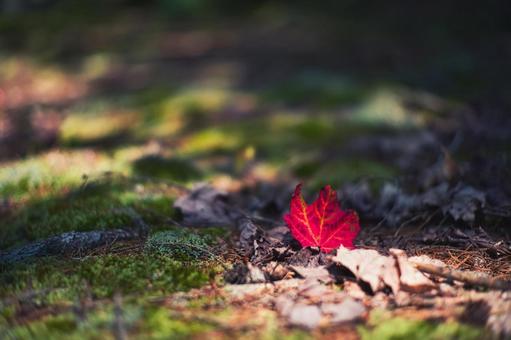 メイン州の紅葉した落ち葉 海外,アメリカ,メイン州の写真素材