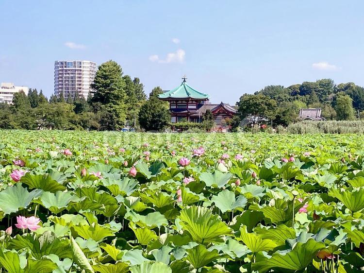 東京風景・不忍池 不忍池,上野,上野恩賜公園の写真素材