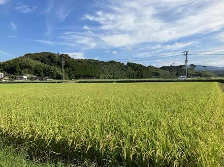 熊本・人吉の稲穂と青空/秋の風景 熊本・人吉の稲穂と青空/秋の風景の写真