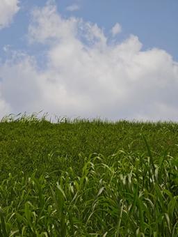 青い空と豊かな緑 自然,風景,青空の写真素材