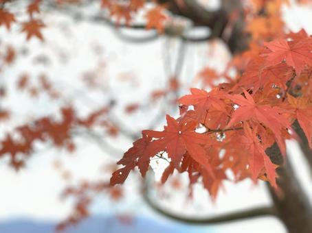 もみじ もみじの写真