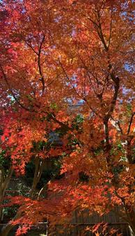 紅葉一色 紅葉一色の写真