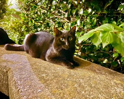 ベンチに座って見つめる黒猫 猫,ネコ,ねこの写真素材