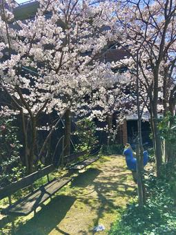 公園と桜 公園と桜の写真