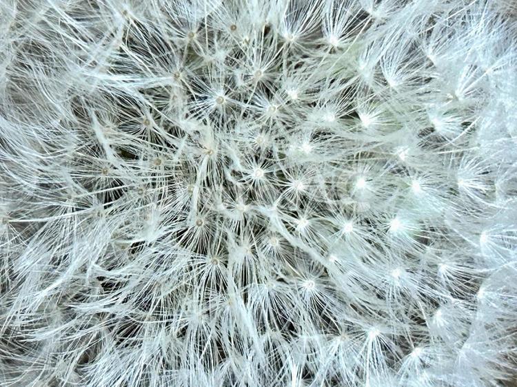 たんぽぽの綿毛のズーム タンポポ,西洋たんぽぽ,自然の写真素材
