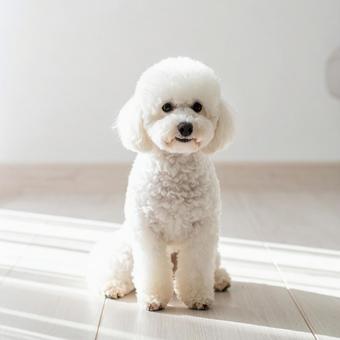 日差しの中でおすわりする白いプードル 日差しの中でおすわりする白いプードルの写真