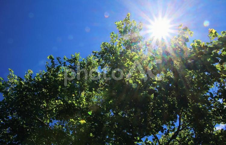 夏の陽射しと木陰 陽射し,木陰,夏の写真素材