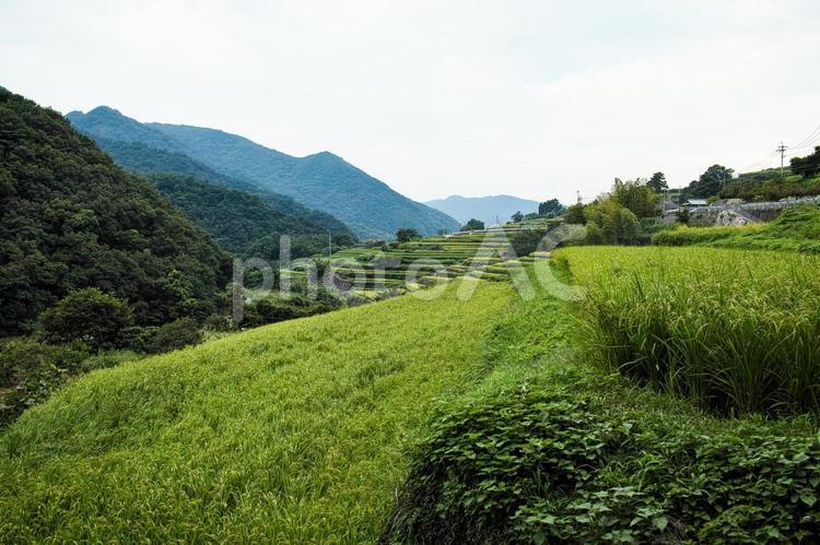 棚田のある風景 棚田,段々畑,小豆島の写真素材
