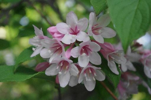 初夏に咲く白いウツギの花 初夏に咲く白いウツギの花の写真
