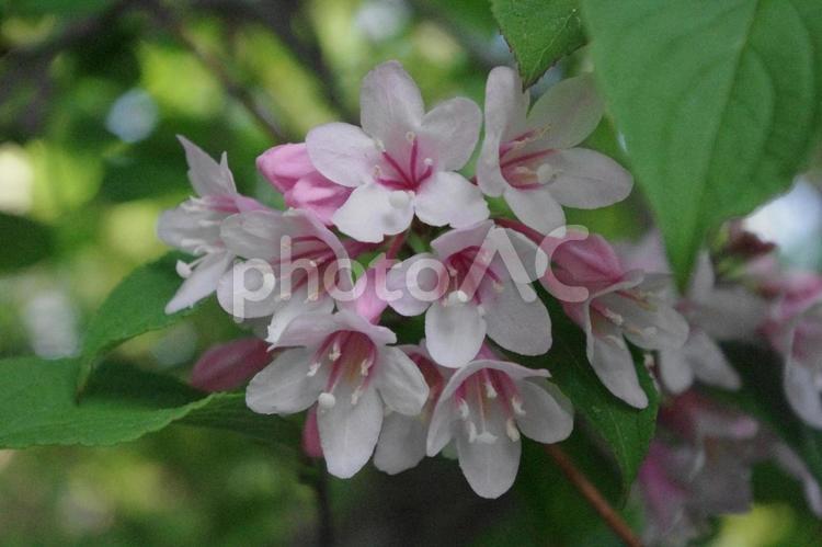 初夏に咲く白いウツギの花 ウツギ,花,初夏の写真素材