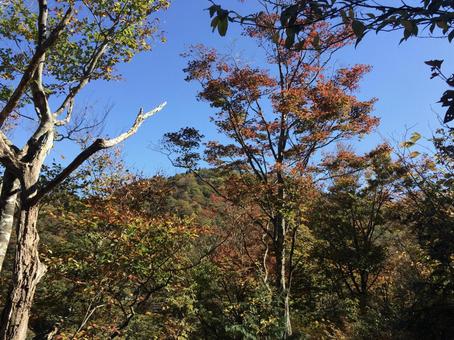 秋晴れの空と赤く染まる木 秋晴れの空と赤く染まる木 秋,紅葉,青空の写真素材