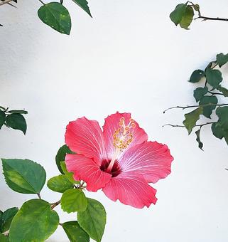 赤いハイビスカス 赤いハイビスカス ハイビスカス,花,可愛いの写真素材
