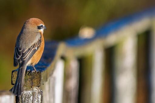柵にとまるモズ・百舌鳥・コピースペース モズ,百舌鳥,野鳥の写真素材