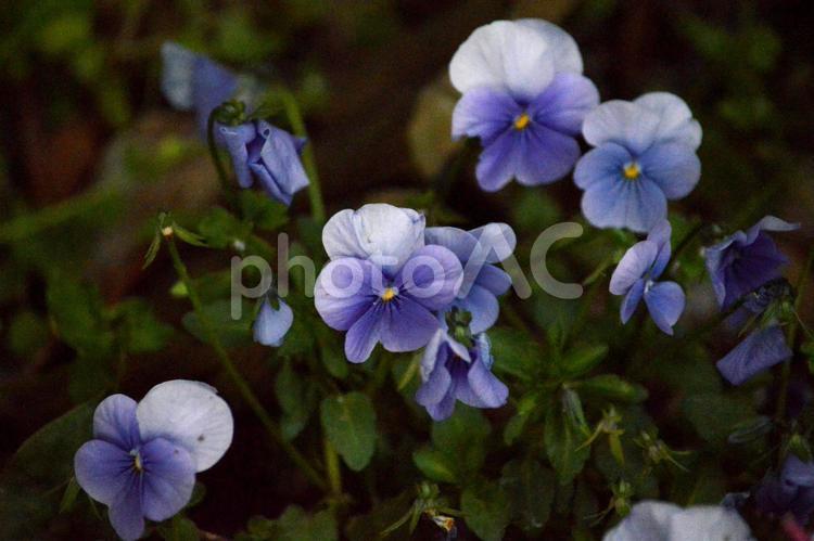 ビオラ・ダシカ　青の花（パンジーの仲間） 花,青,パンジーの写真素材