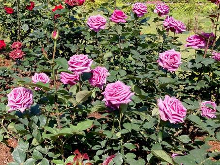 バラ バラ バラ,ローズ,花びらの写真素材