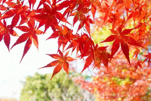 空に舞う紅い葉 紅葉,秋,葉の写真素材
