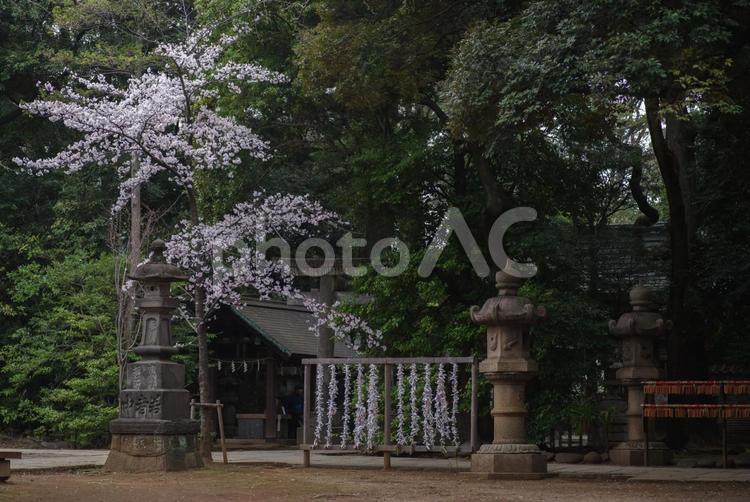 東京赤坂にある氷川神社境内の桜 境内,氷川神社,自然の写真素材
