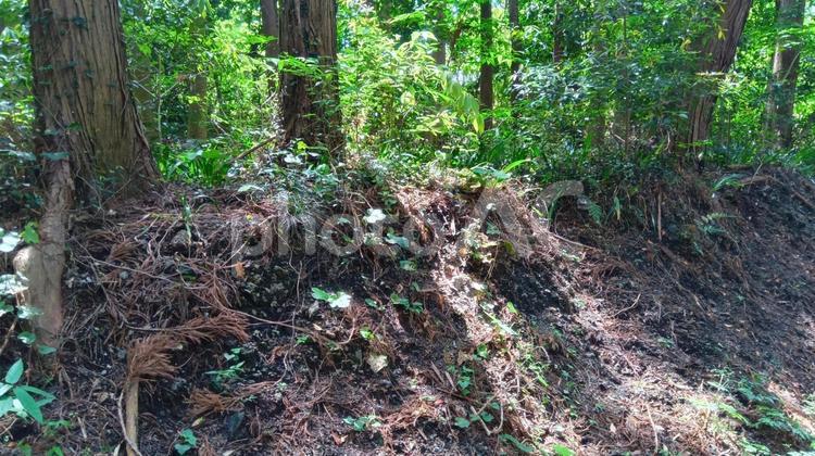 木漏れ日  木漏れ日,山道,自然の写真素材