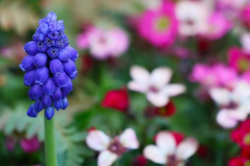 Photo, background, muscari, hina grass, 