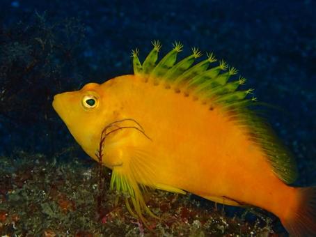 伊豆大島のクダゴンベ クダゴンベ,ゴンベ,魚の写真素材