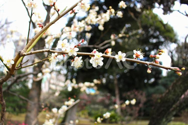 小石川後楽園の梅 梅,植物,梅の木の写真素材
