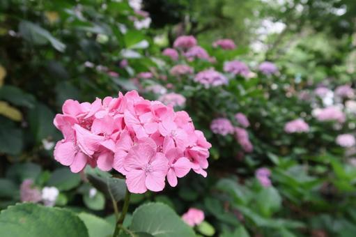 紫陽花 アジサイ 夏の花 紫陽花 アジサイ 夏の花の写真