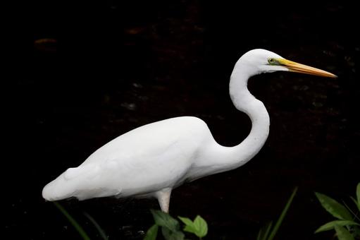 ダイサギの写真